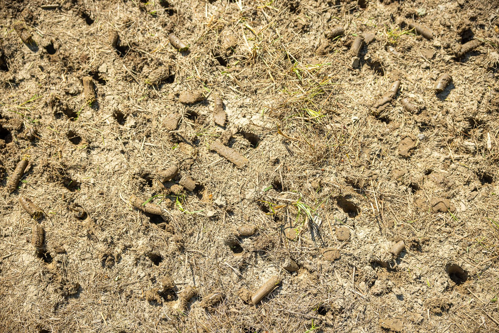 aeration over dead lawn 1