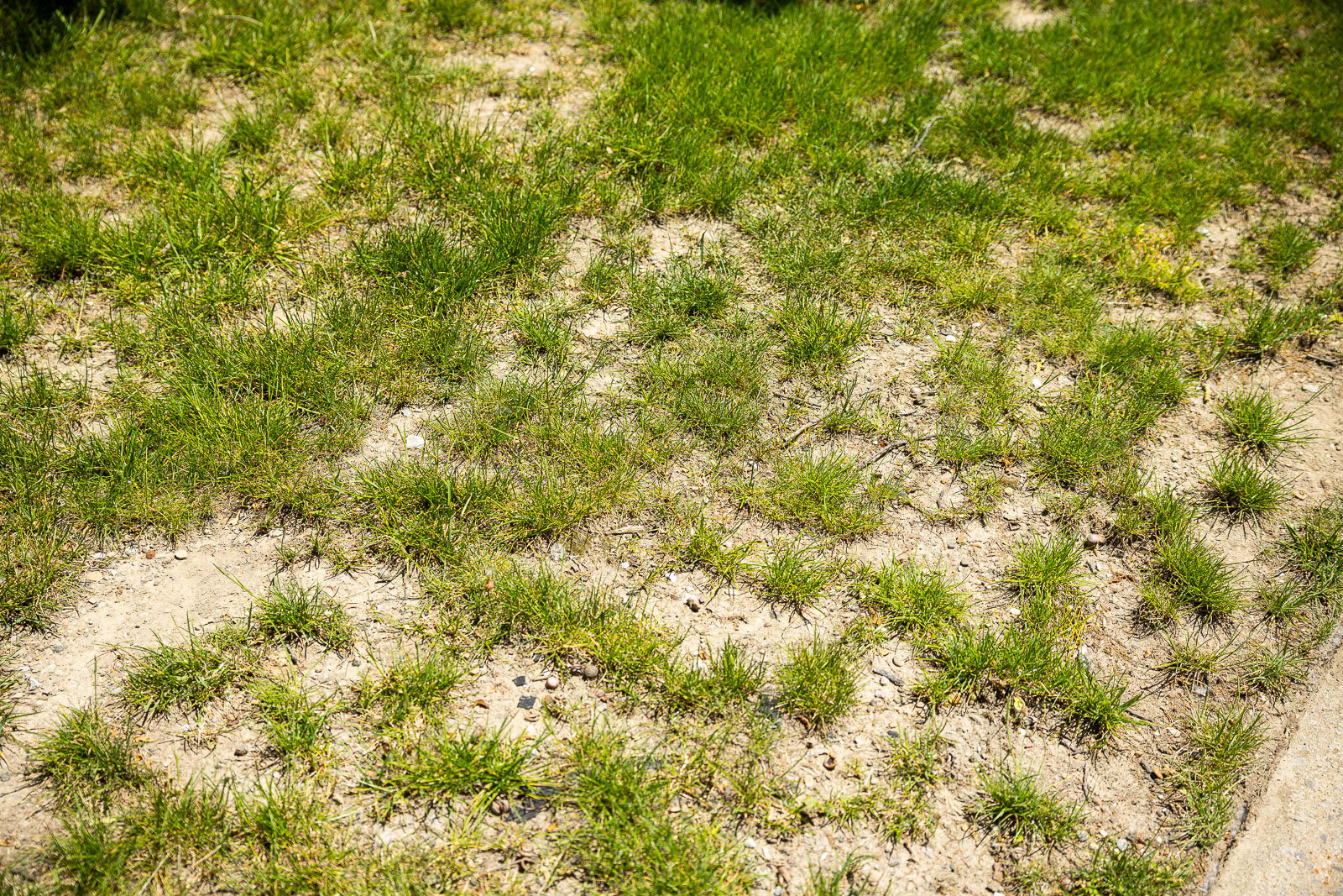 bare spots on lawn 2