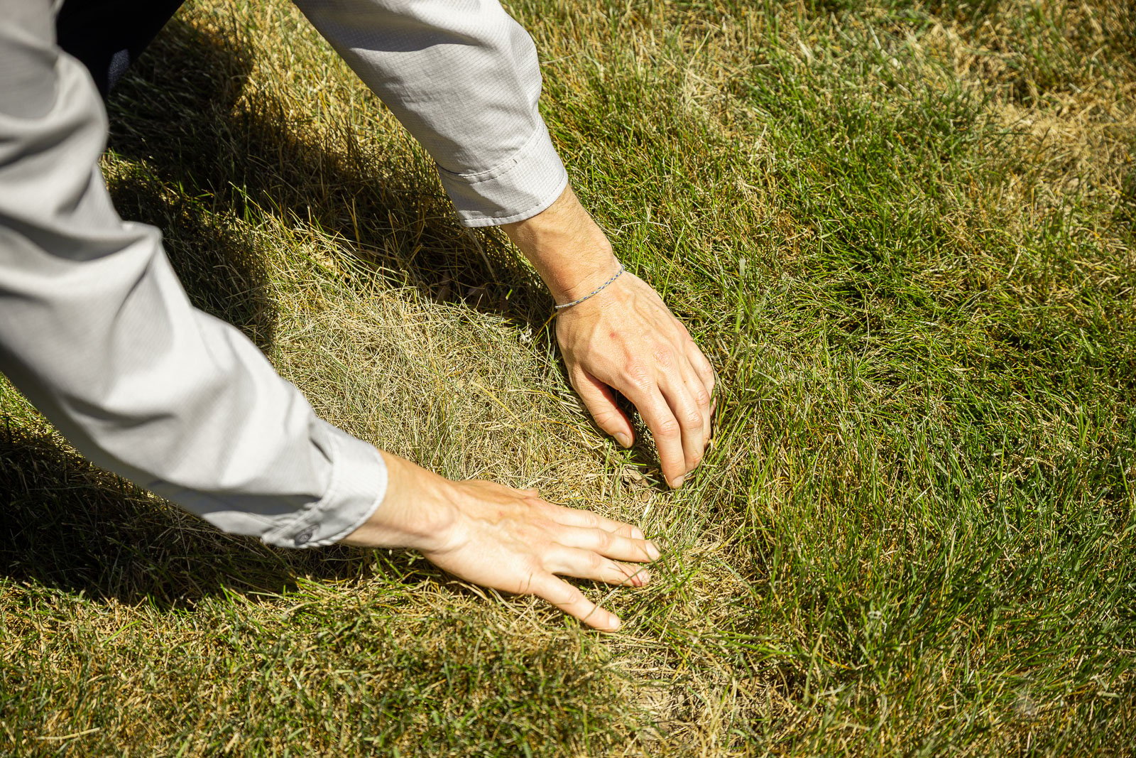 crew examining lawn dead spot
