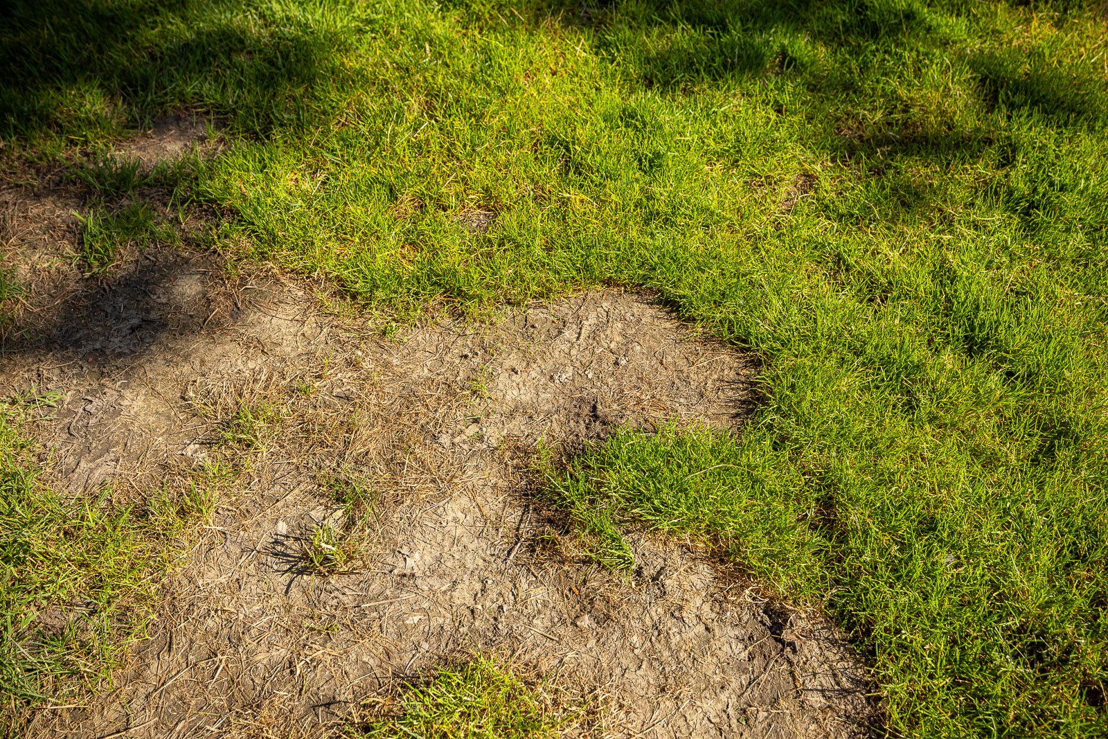 dead spots in lawn-1