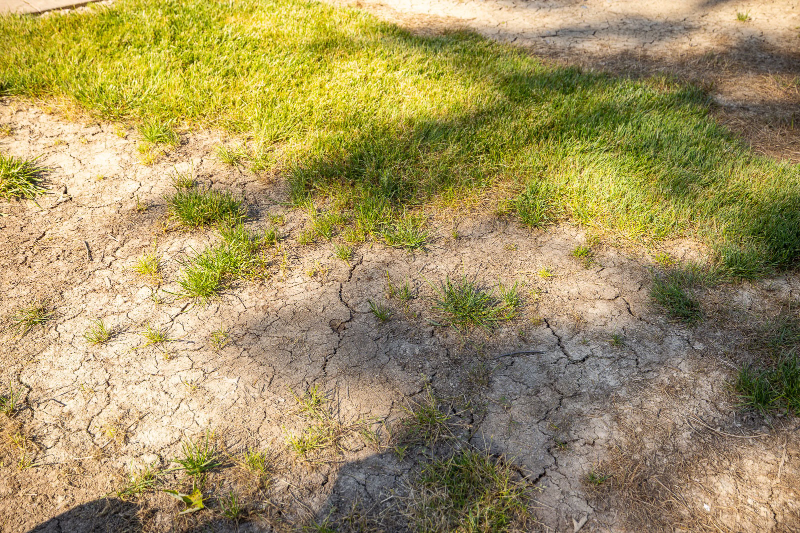 dead spots throughout lawn