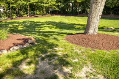 lawn coming back after construction 