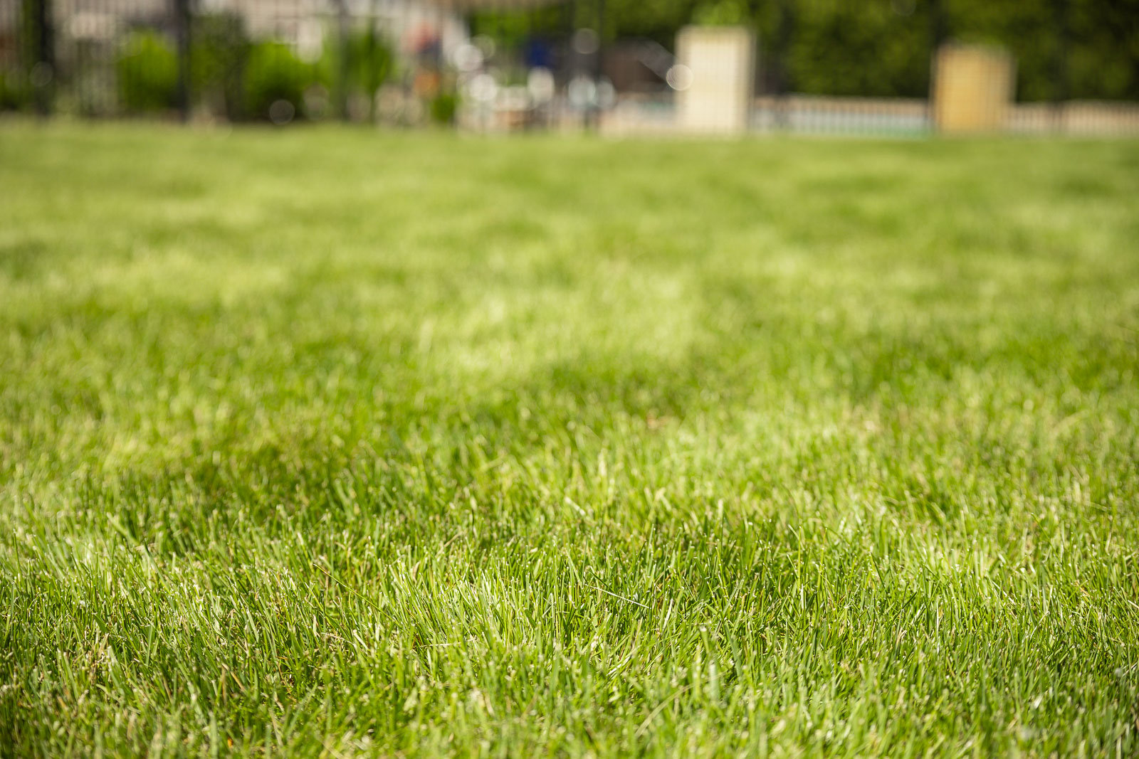 green lawn backyard 2
