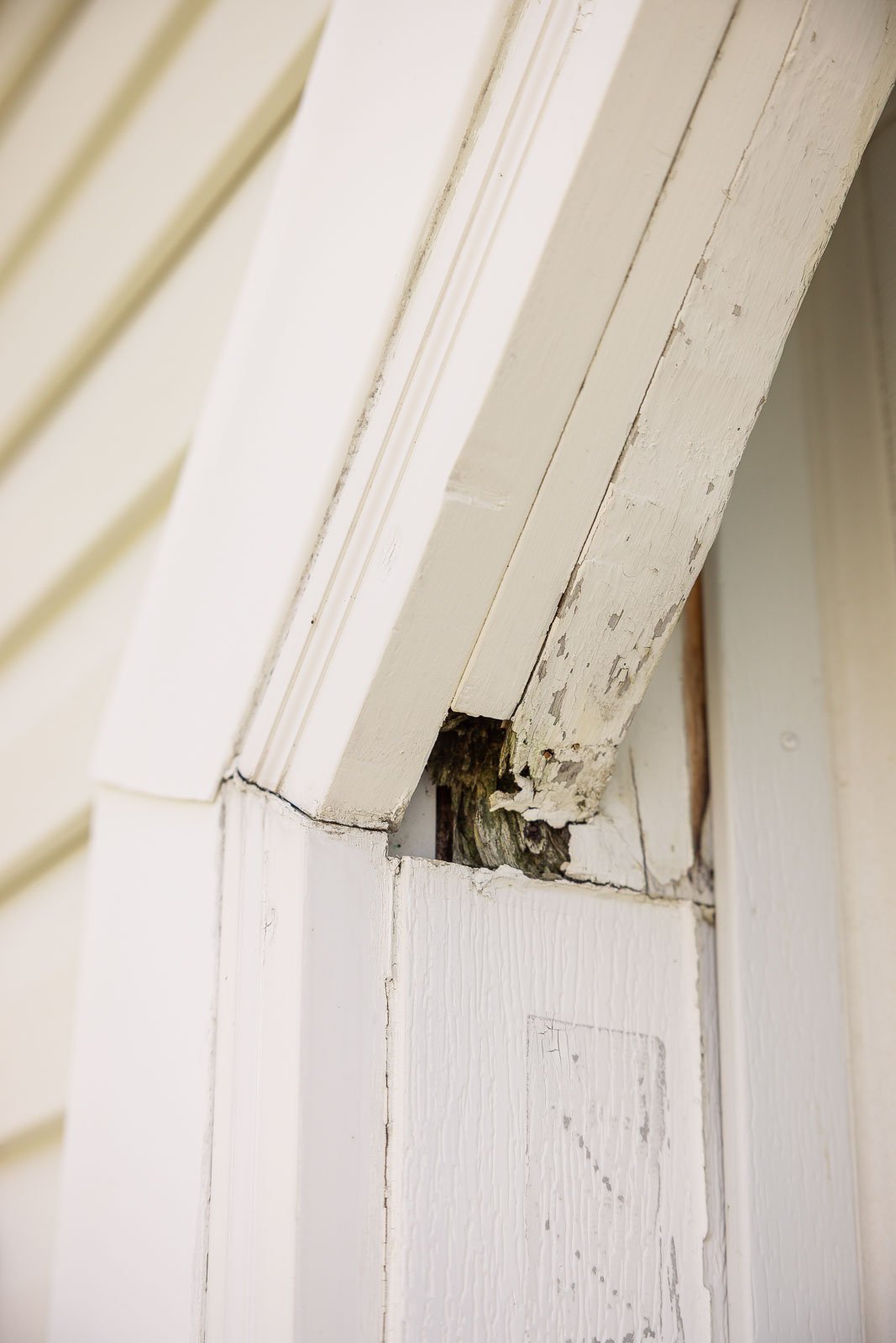 pest control wood damage along garage 1