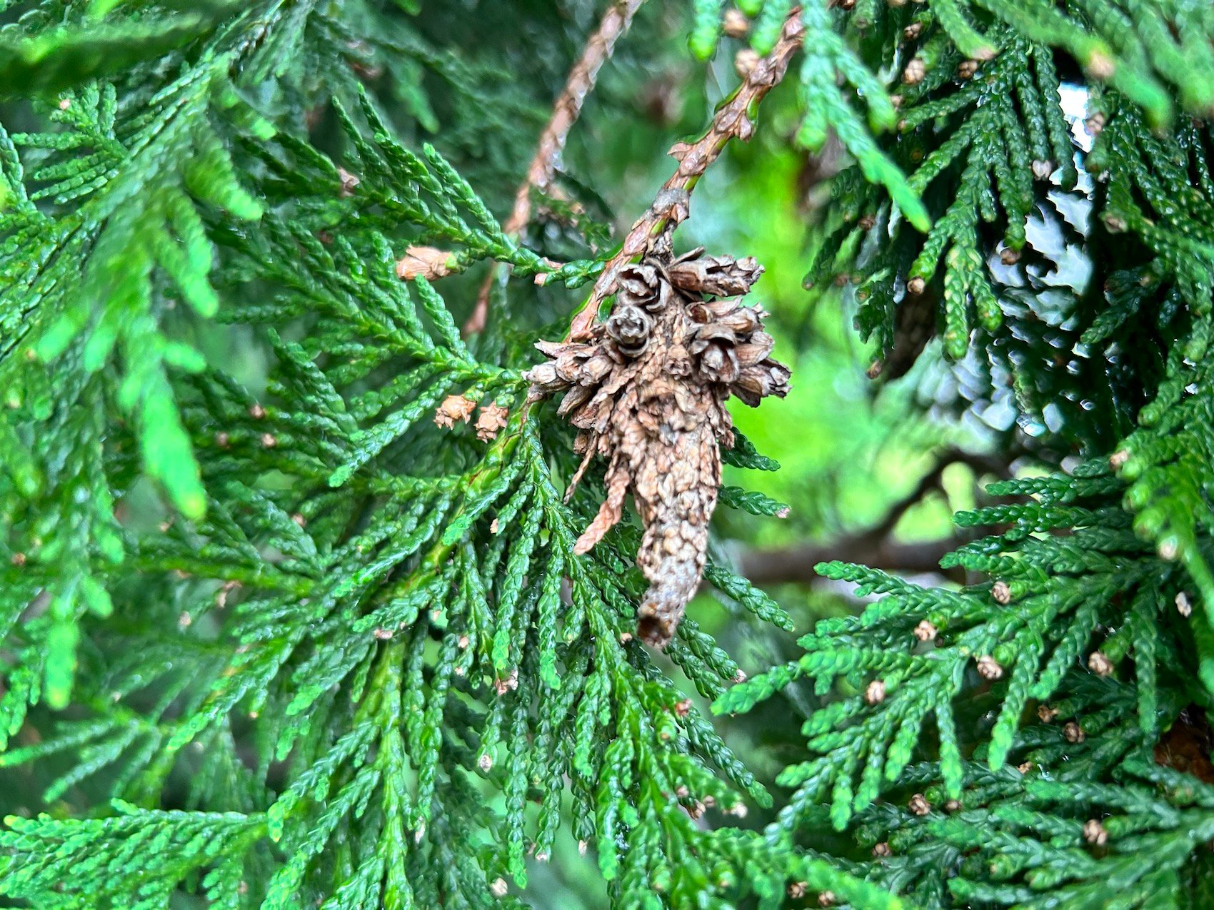 Arborvitae Health Problems and How To Prevent Them