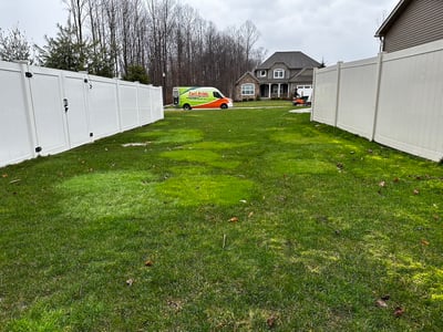 bentgrass infected lawn