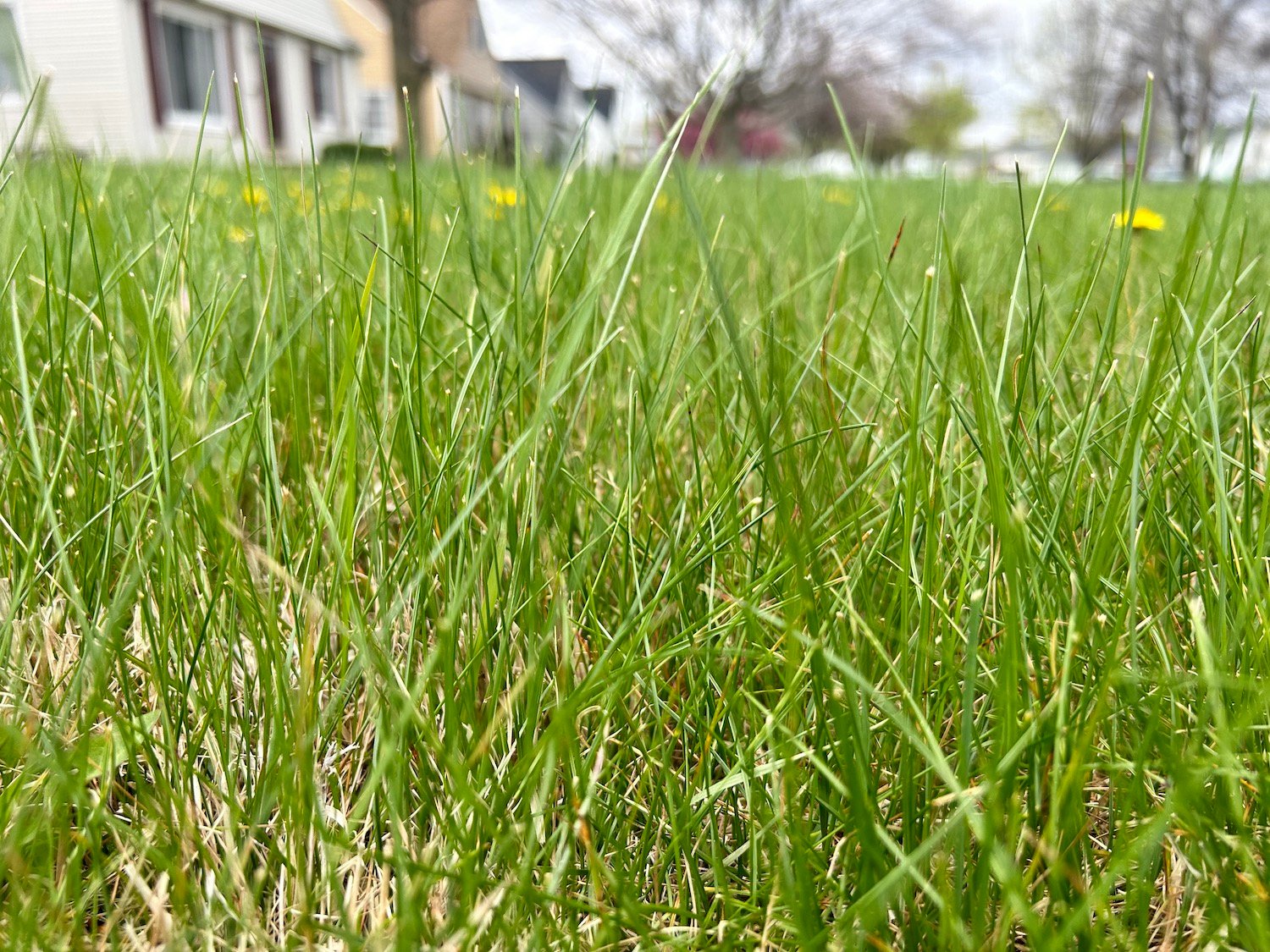 Close up of fine fescue and weeds in a lawn