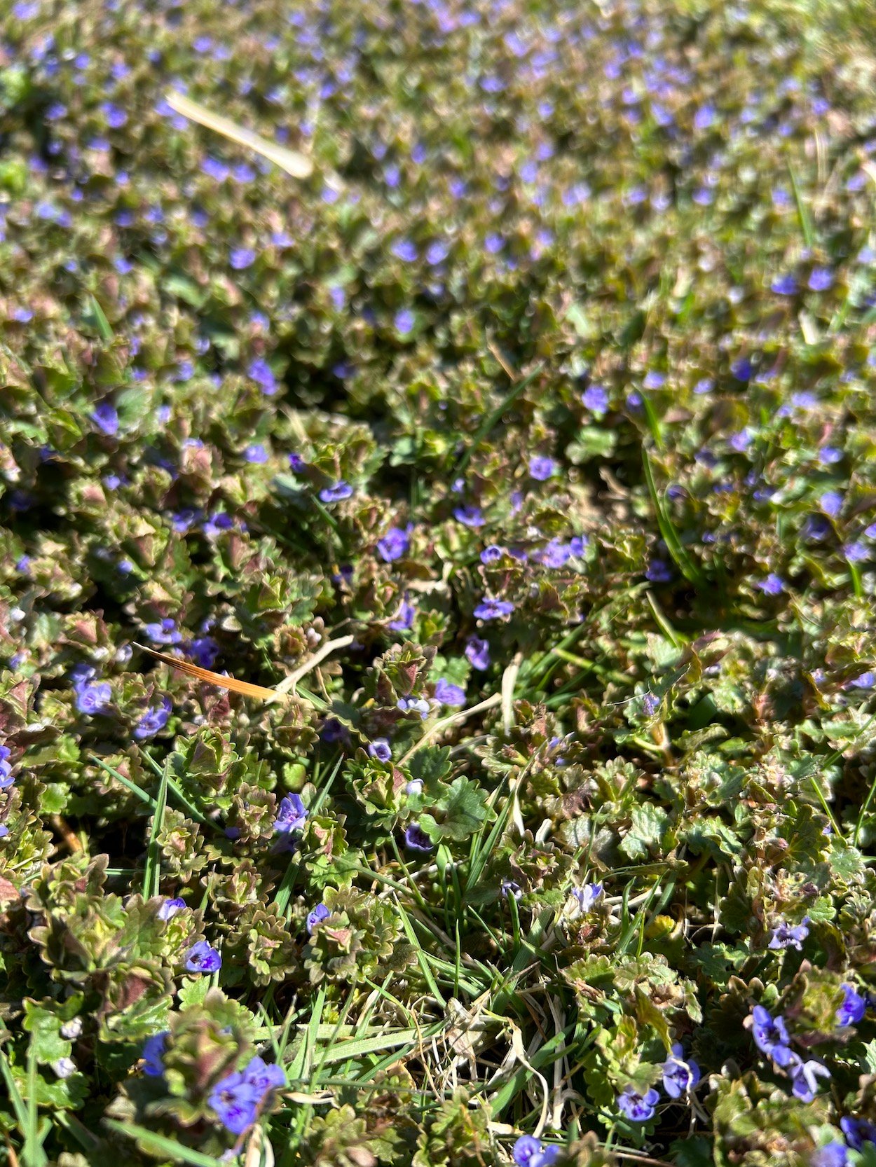 Close up og ground ivy in lawn