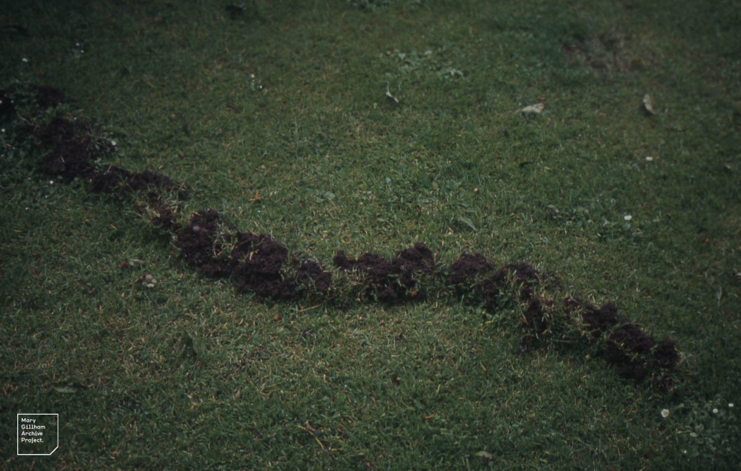 CC - mole tunnels