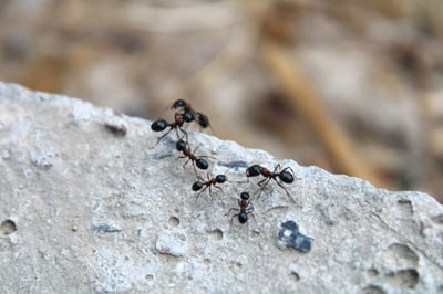 ants crawling around 