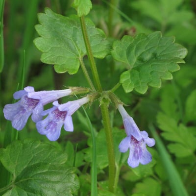 ground Ivy 