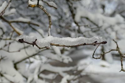 snow covered trees