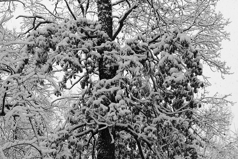 CC Snow on tree winter
