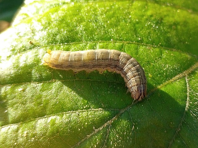 Fall armyworm