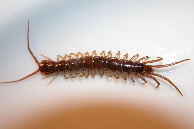 cc - Centipede