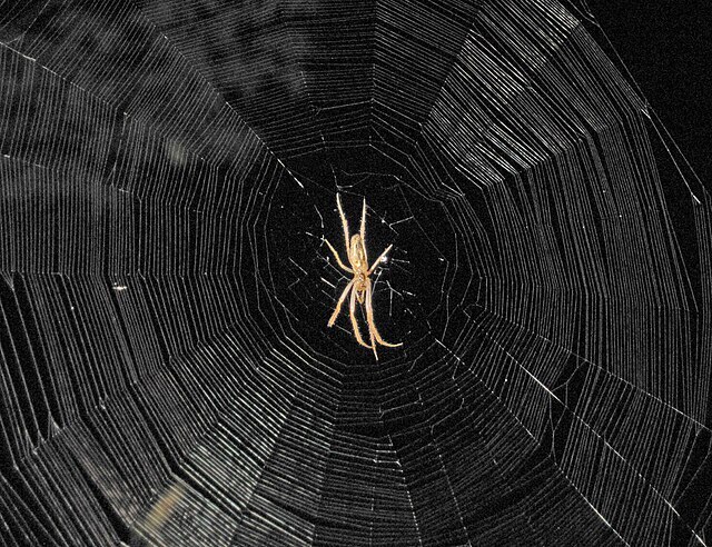cc - Spider