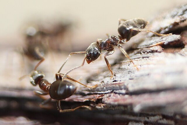 cc - ants