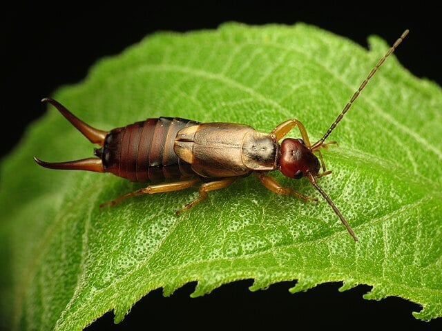 cc - earwigs