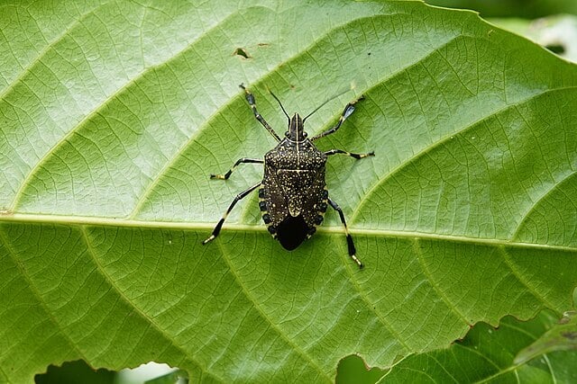 cc - stink bugs