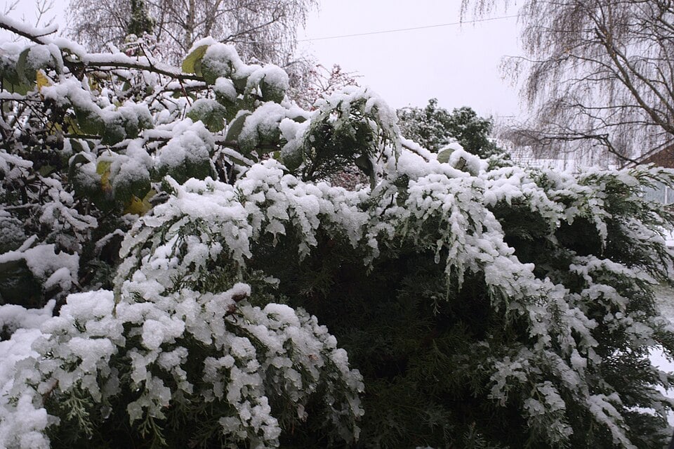 snow an dice on evergreen winter