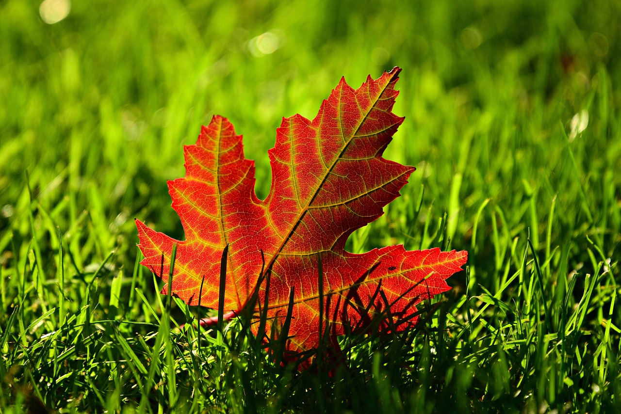 Fallen leaf on green grass in fall