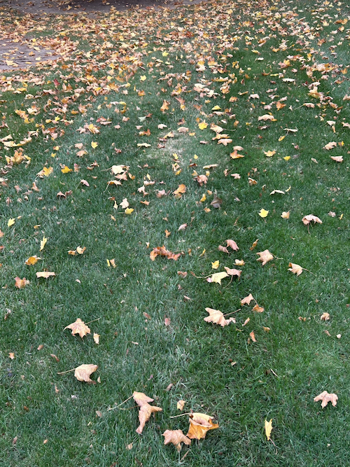 Fallen leaves on grass 1