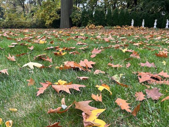 Fallen leaves on green lawn 