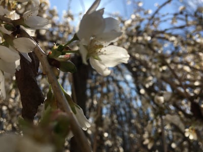 flower blooming in spring