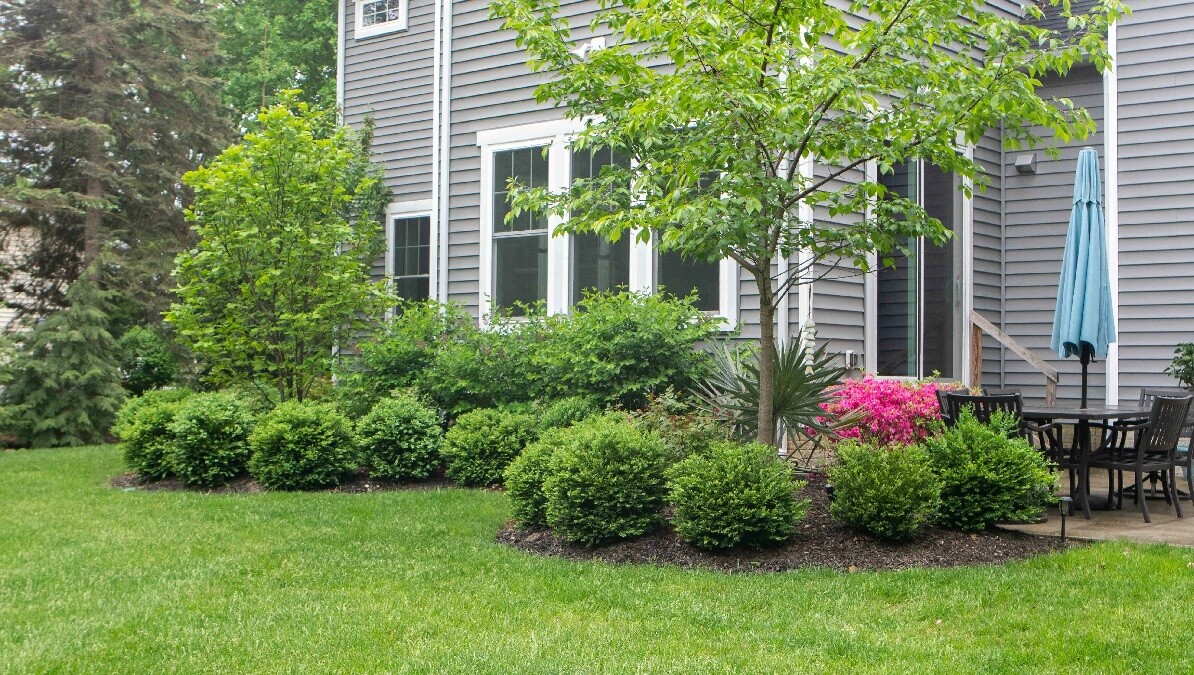 shrubs in customer backyard