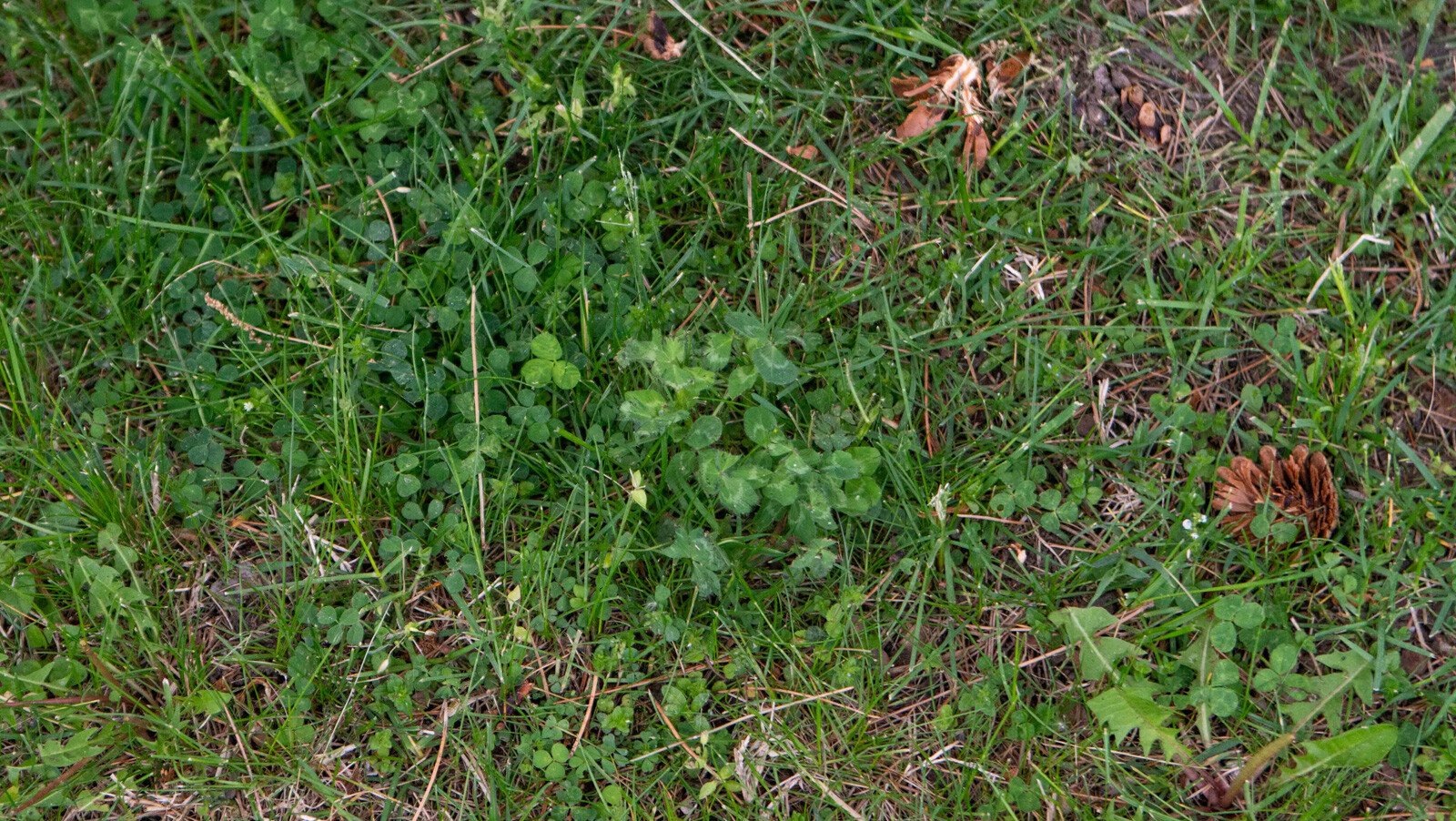 bad lawn filled with weeds and dead spots