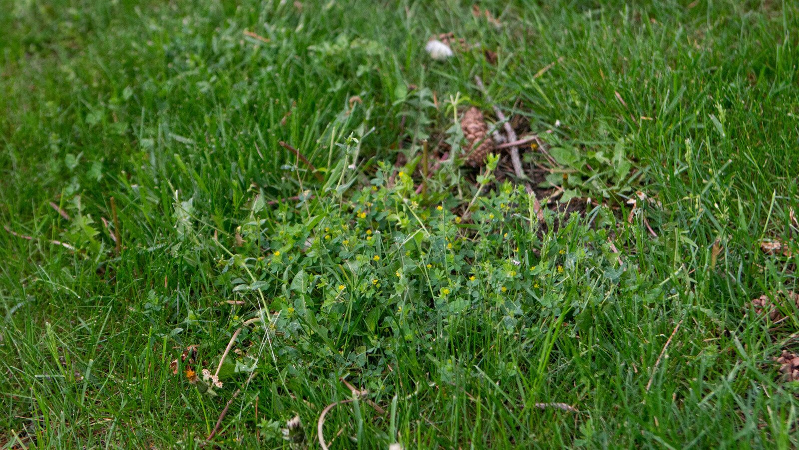 weeds in lawn