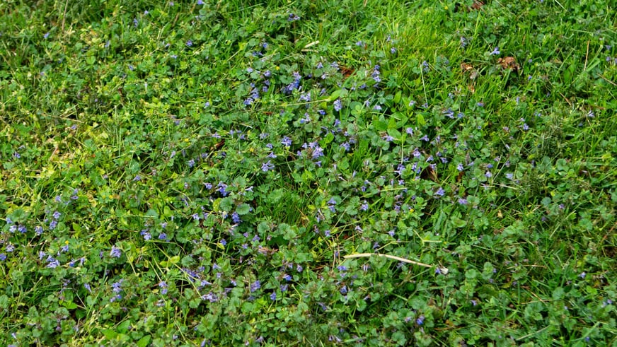 TurfPrideSpring2022(WebOptimized)-285