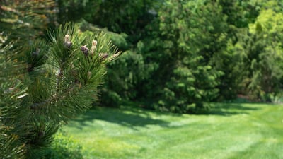 lawn care green grass