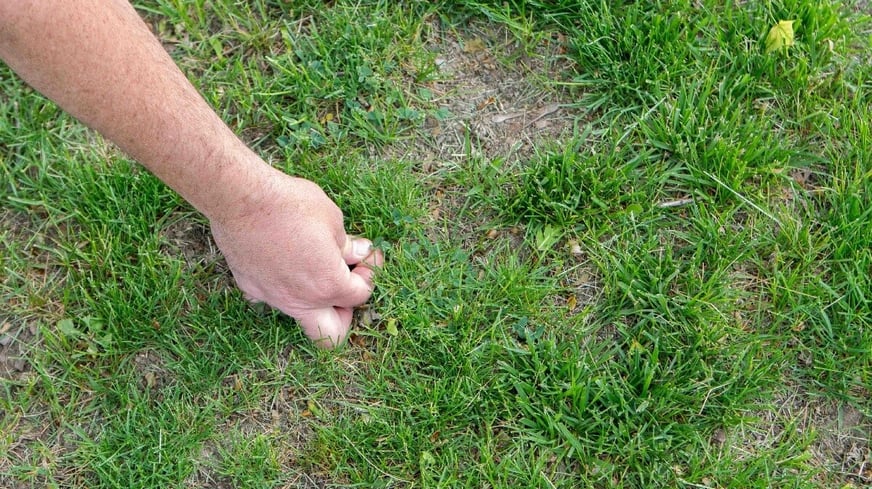 doing a tug test on lawn 