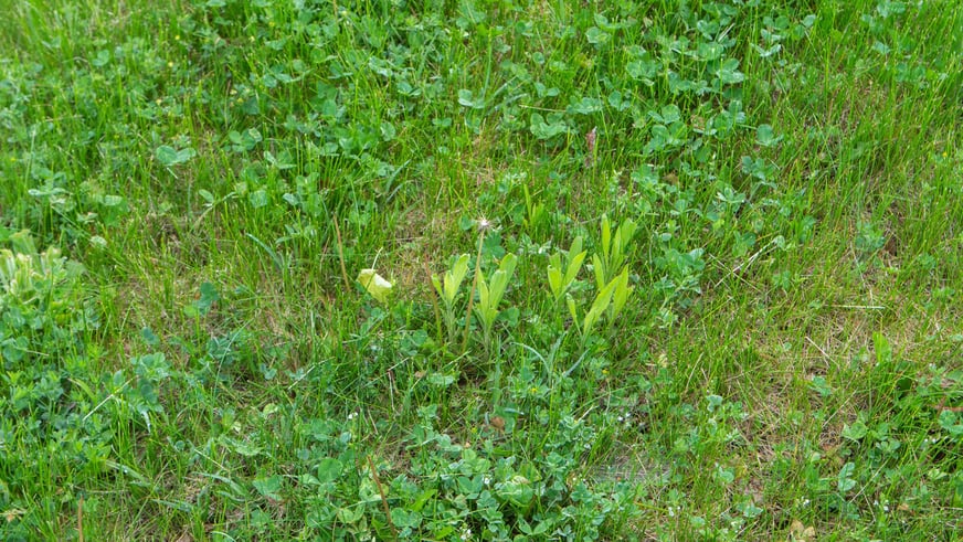 TurfPrideSpring2022(WebOptimized)-73