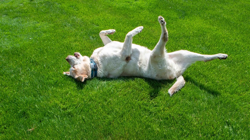 dog rolling on green grass