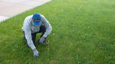 weeds in lawn