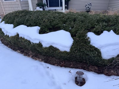 snow on bushes 