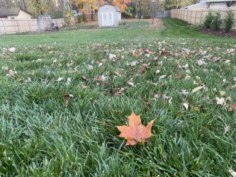 leaves fallen on green lawn 