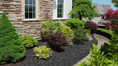 shrubs near home