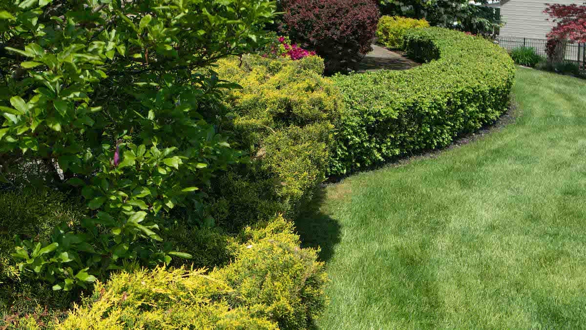 nice looking trees and shrubs