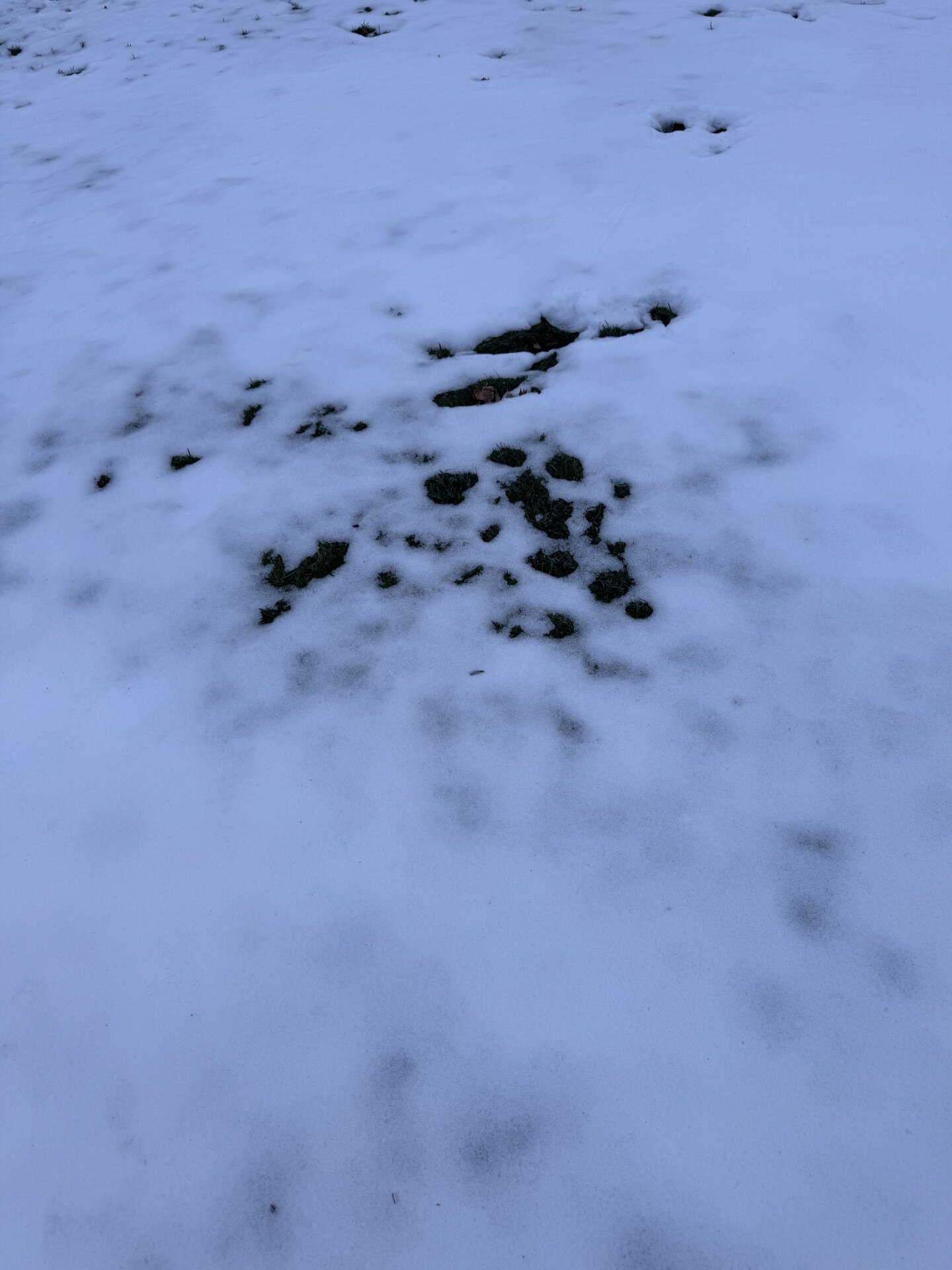 snow on ground grass starting to melt