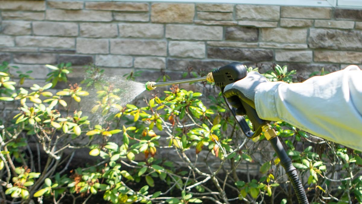 technician spraying the shrubs