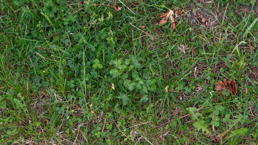 weeds in lawn(2)