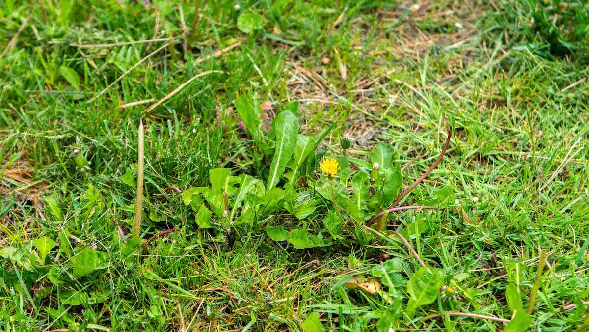 Weeds in lawn 