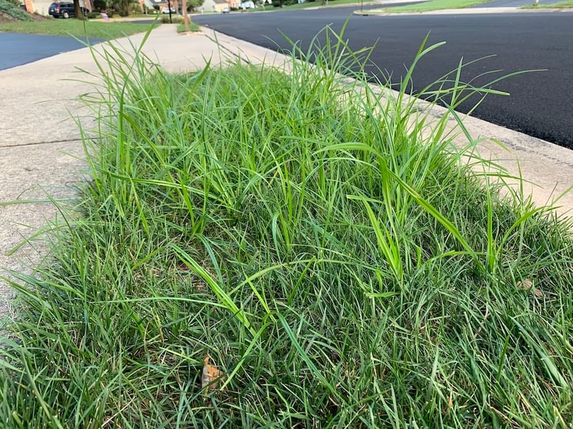 Nutsedge-weed-in-lawn