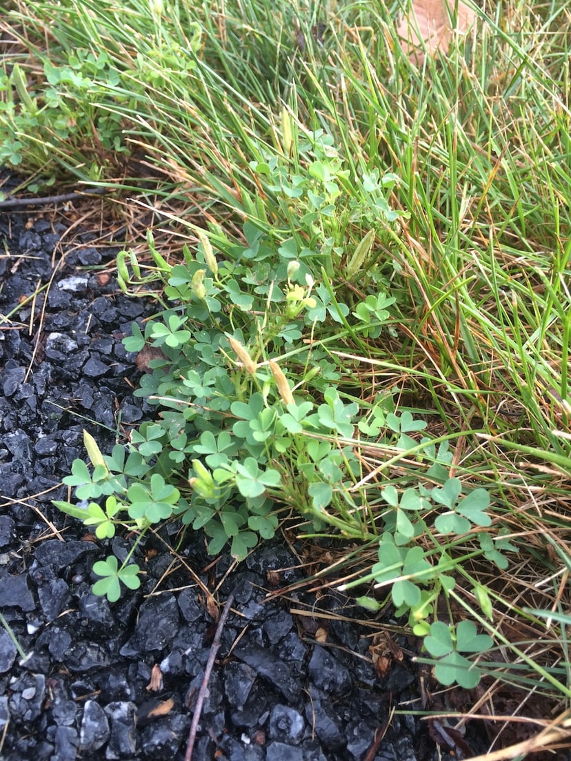 Oxalis-weed-in-lawn