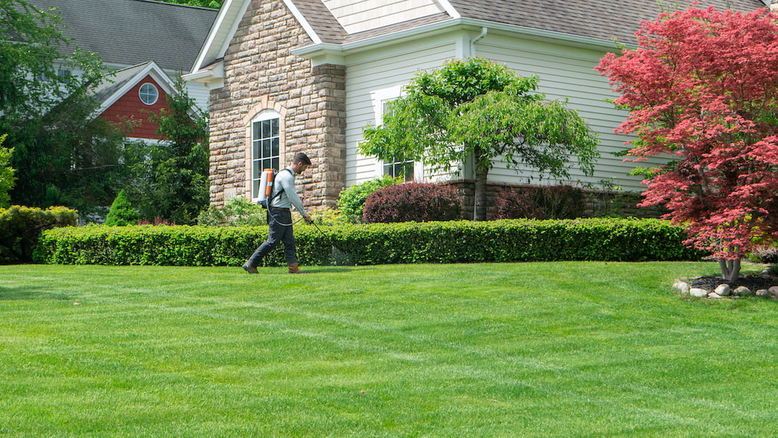 Pest control-home-lawn