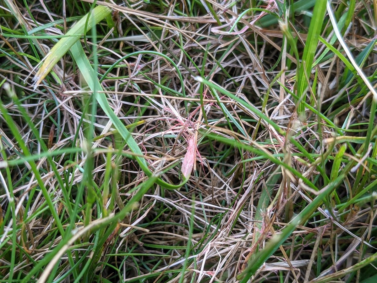 close up of Red Thread Lawn Disease