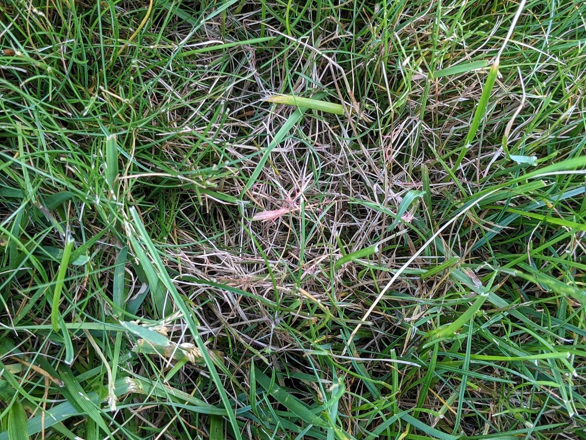 stopping Red Thread Lawn Disease 